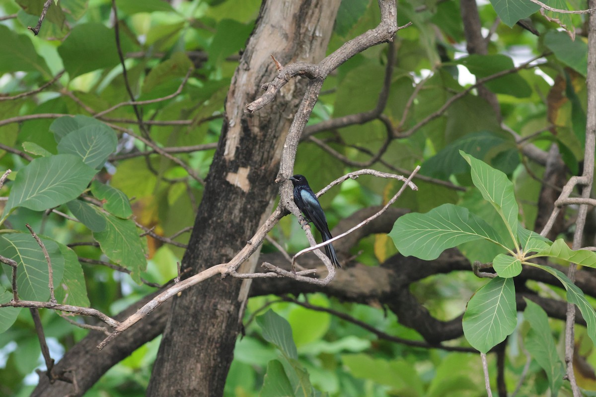 髮冠卷尾 - ML644746957