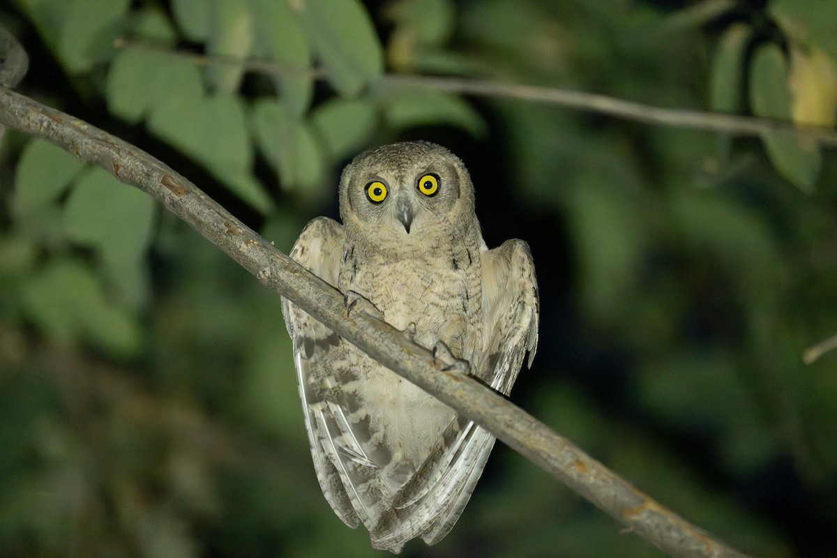 Pallid Scops-Owl - ML644746959