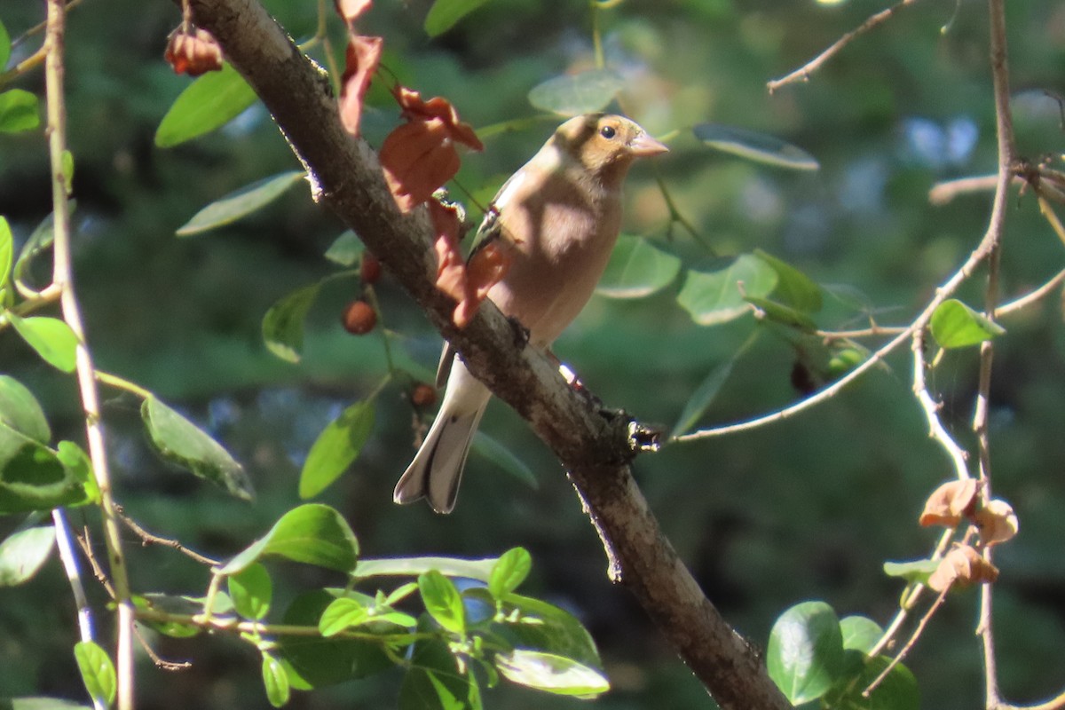 pěnkava obecná - ML644746962