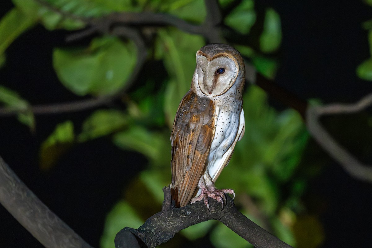 sova východní - ML644746969