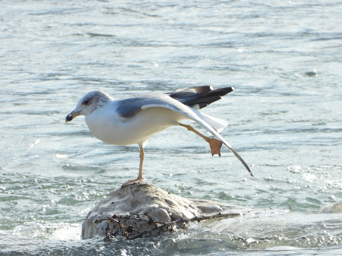 Goéland d'Arménie - ML644746983