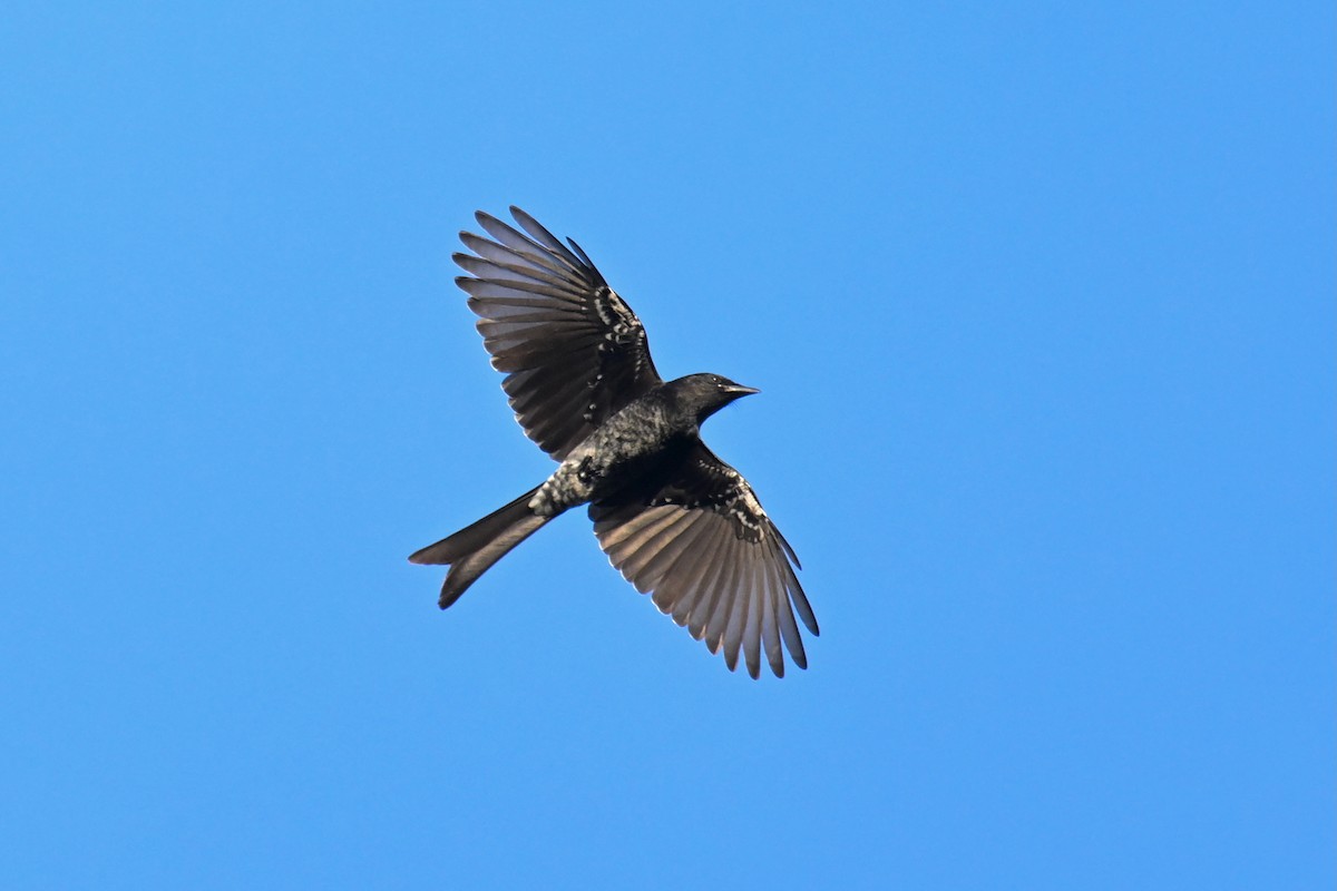 Drongo royal - ML644746984