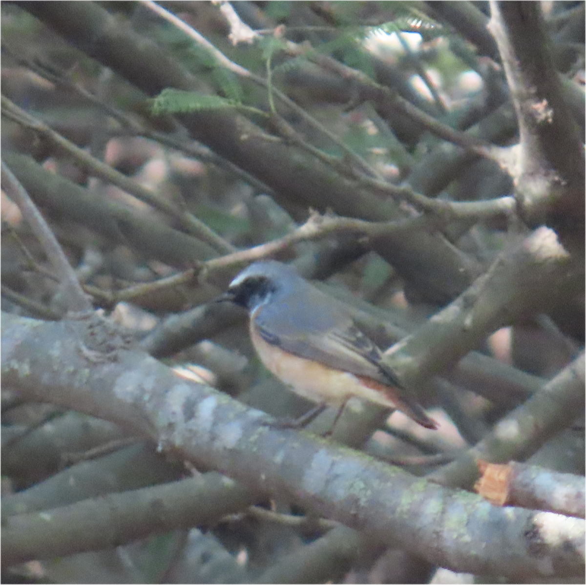 rehek zahradní - ML644746985