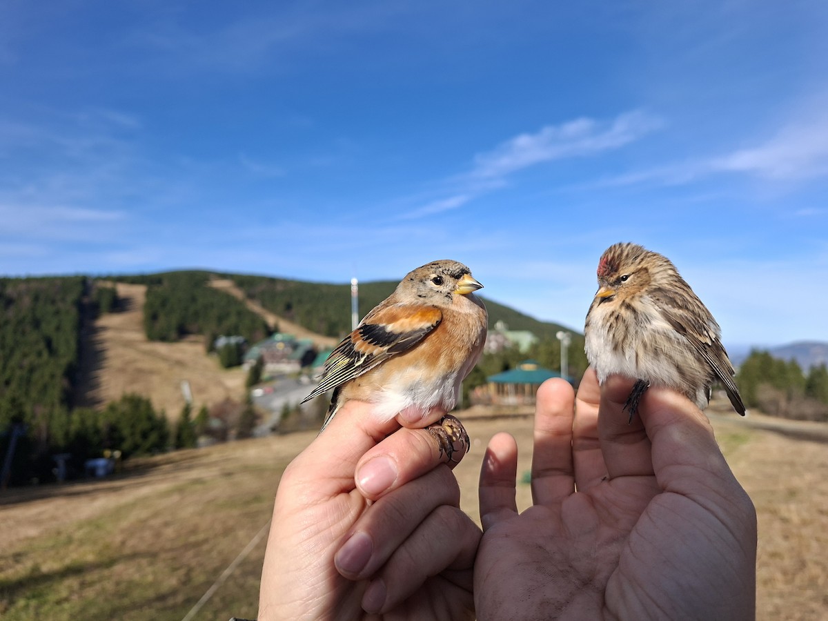 Sizerin flammé - ML644746987