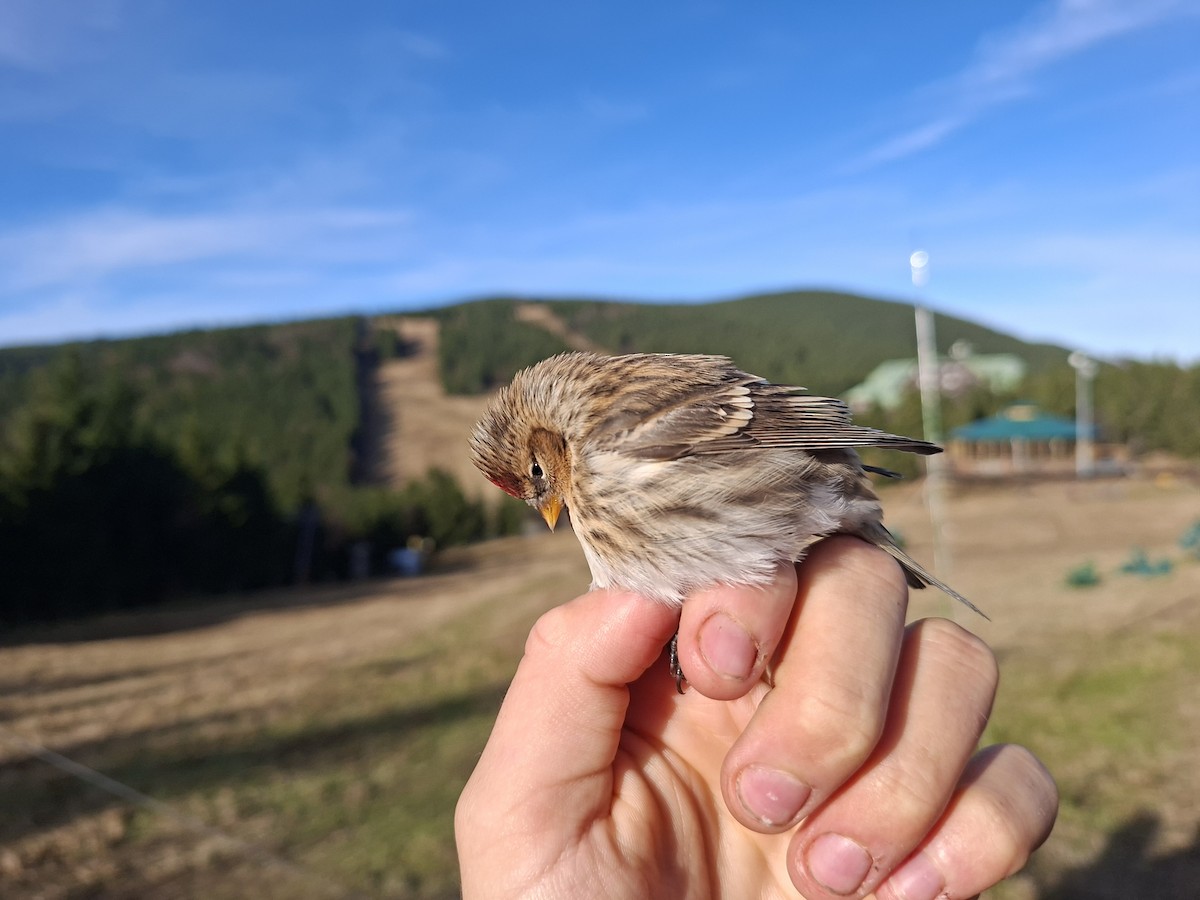 Sizerin flammé - ML644746988