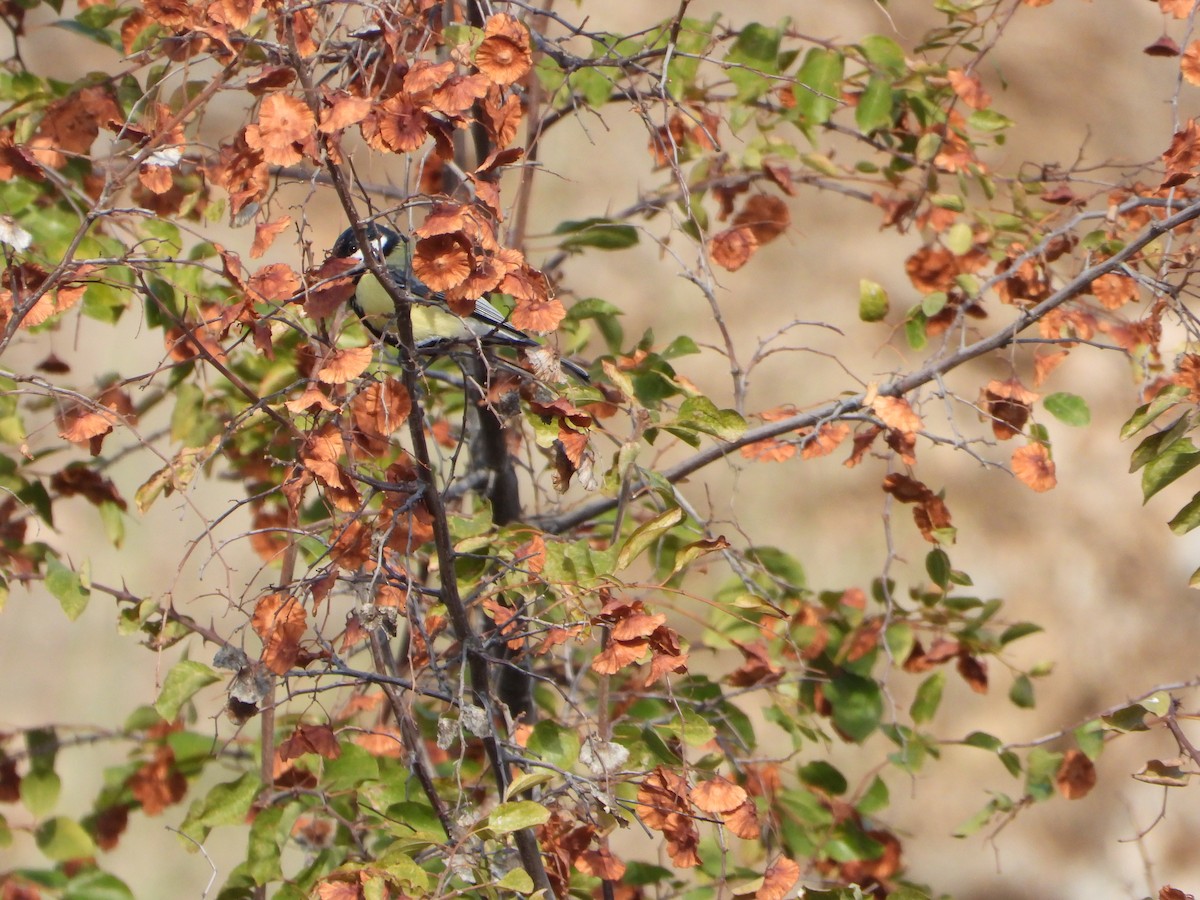 Mésange charbonnière - ML644746989
