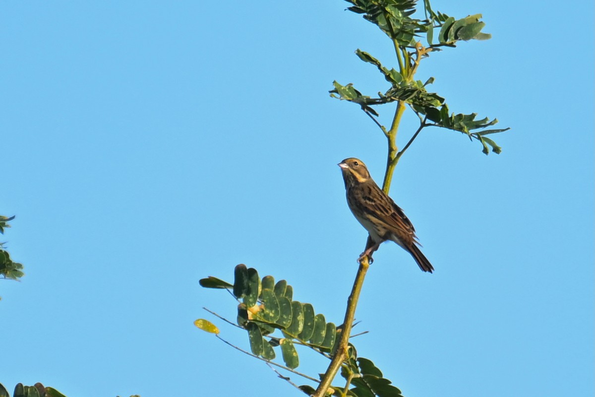 Bruant masqué - ML644746990