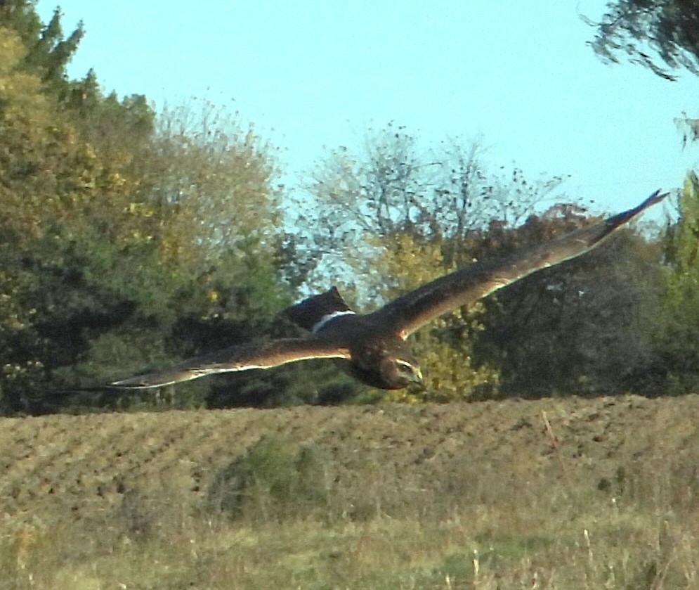 Busard des marais - ML644746991