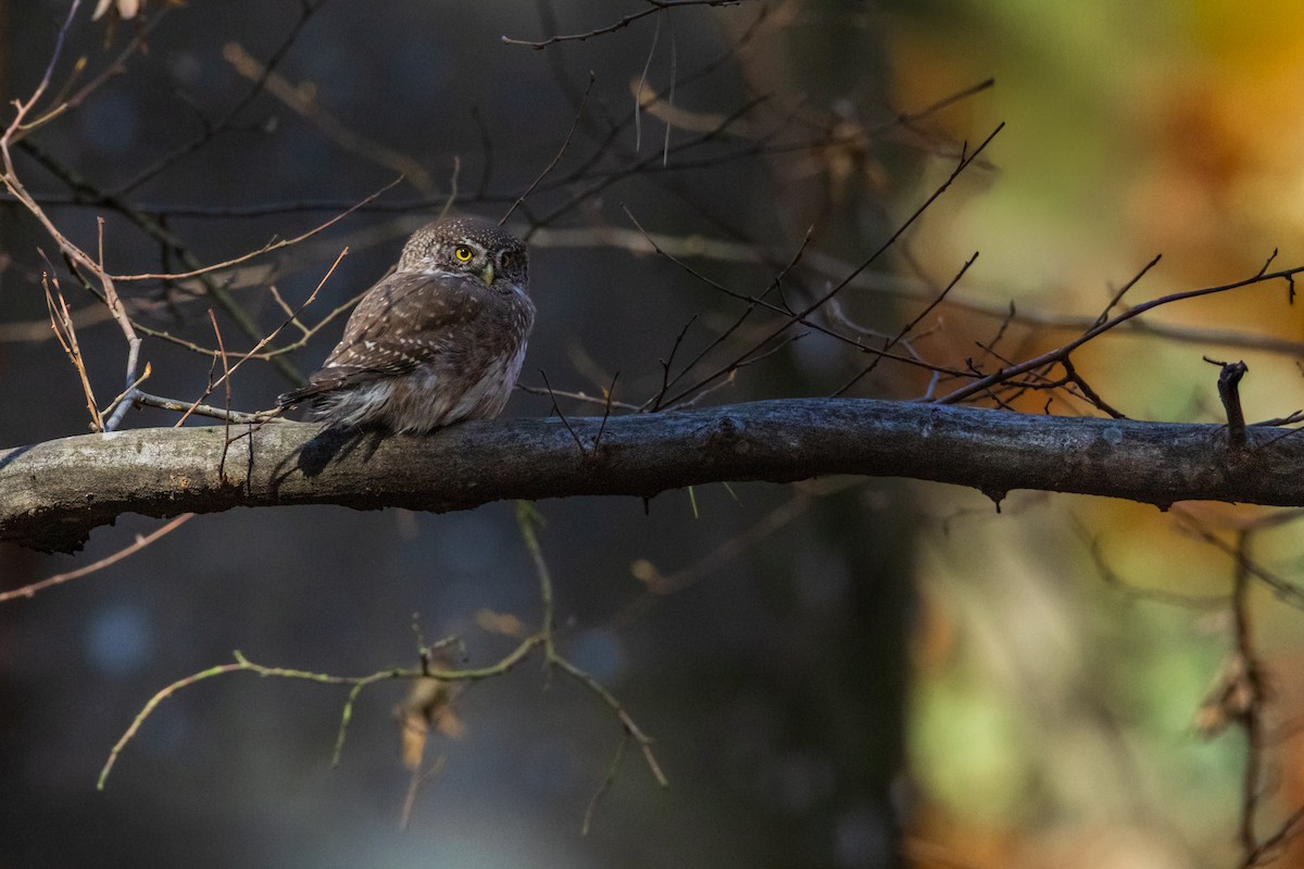 kulíšek nejmenší - ML644746993