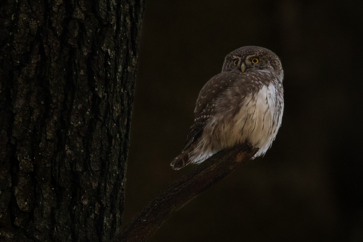 kulíšek nejmenší - ML644746994