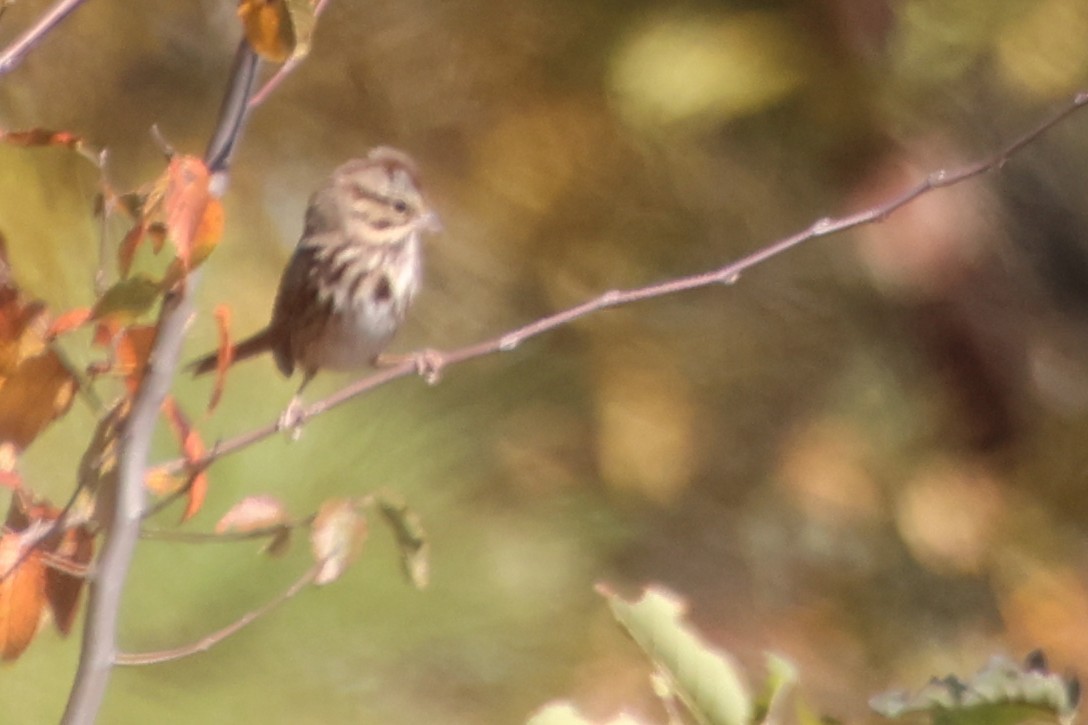 Bruant chanteur - ML644746996