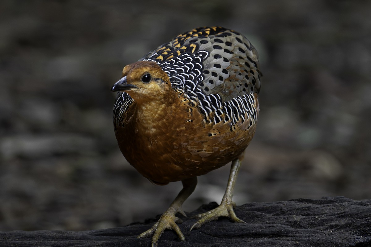 Rouloul ocellé - ML644747000