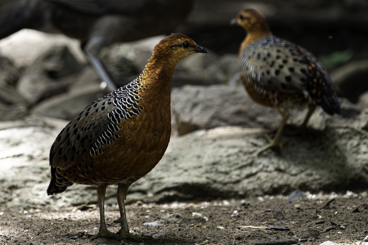 Rouloul ocellé - ML644747001