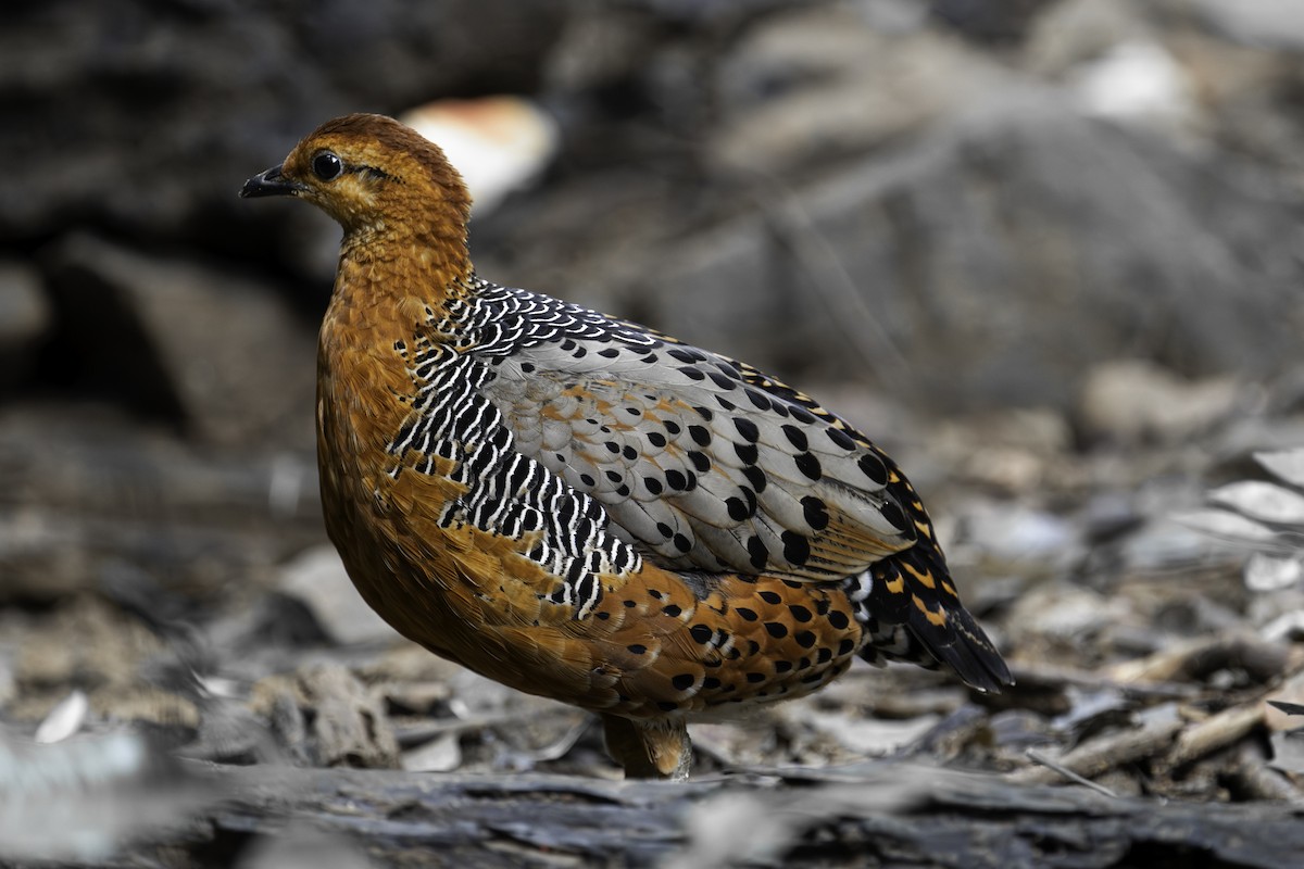 Rouloul ocellé - ML644747002