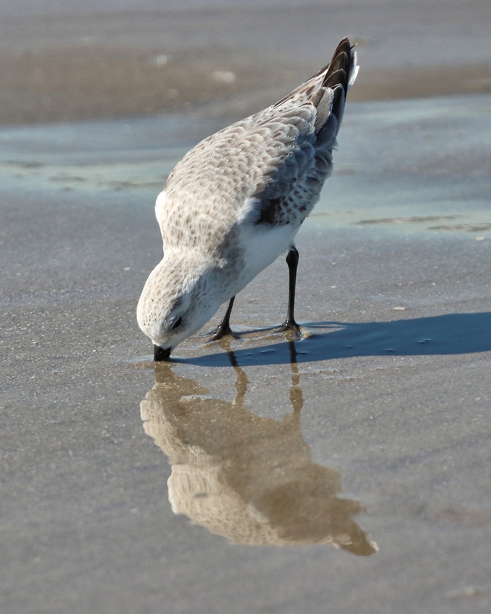 Bécasseau sanderling - ML644747003