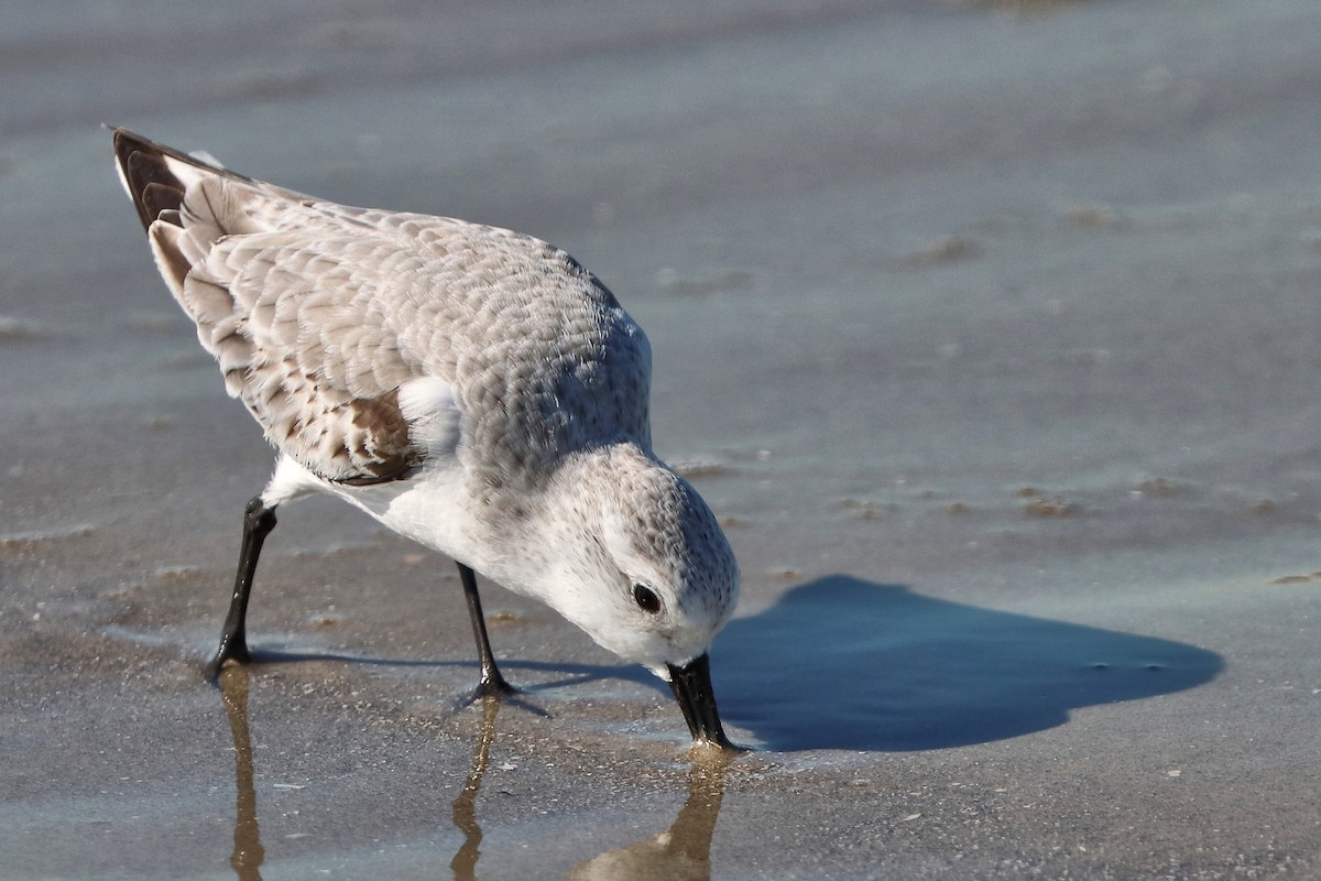 Bécasseau sanderling - ML644747004