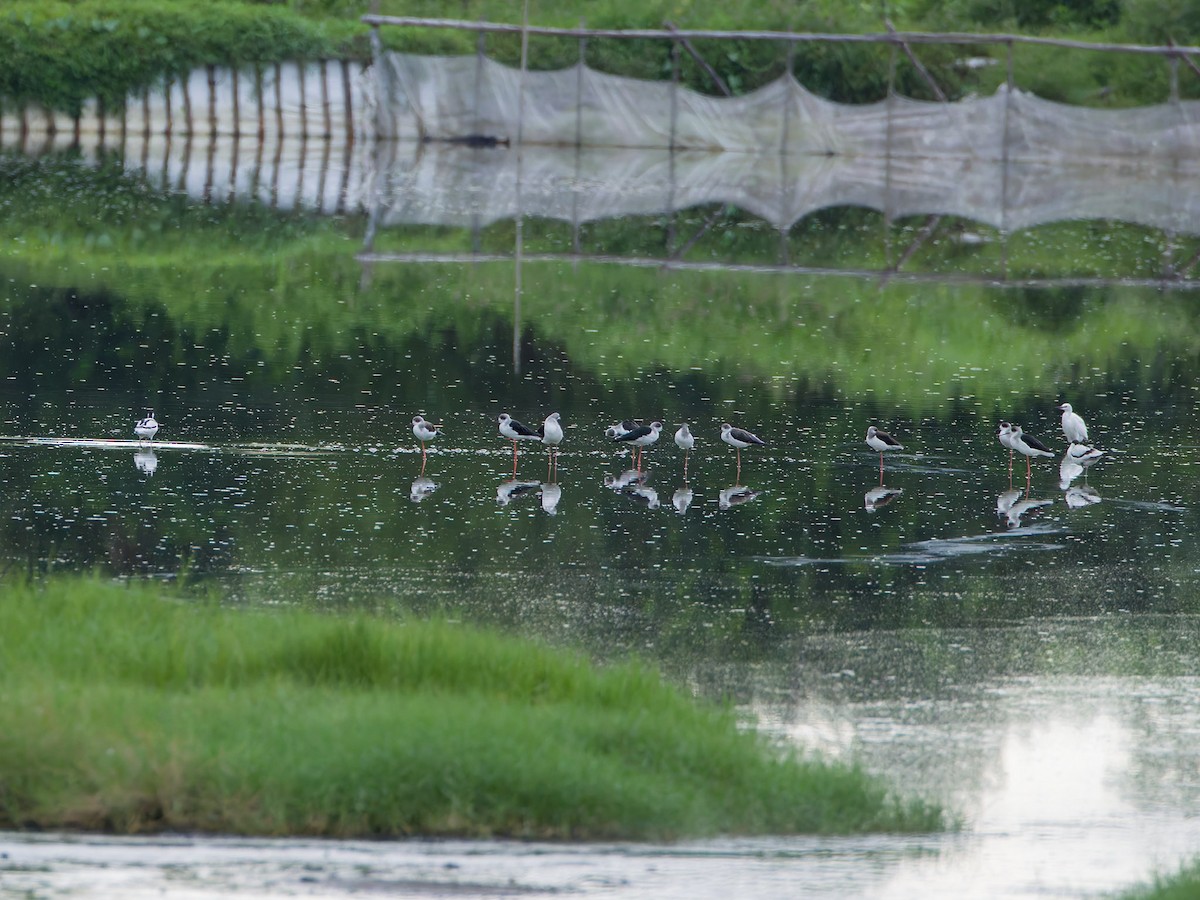 Avocette élégante - ML644747005