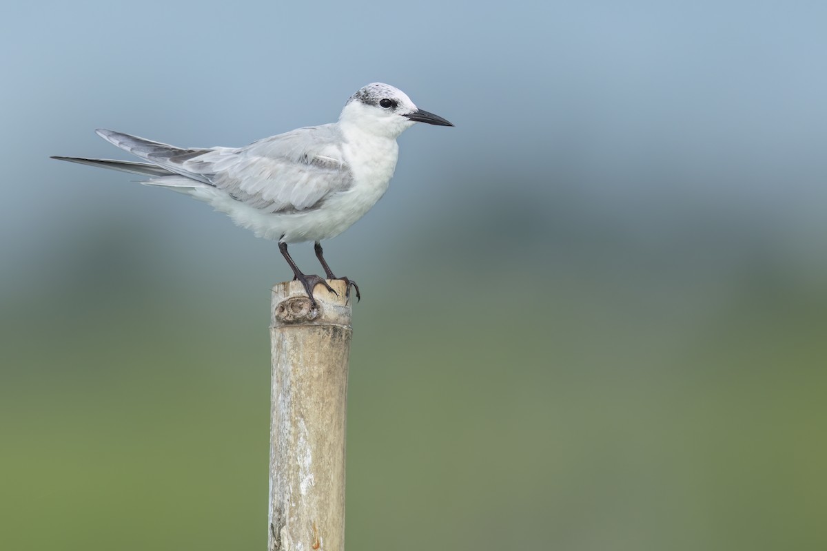 Guifette moustac - ML644747006