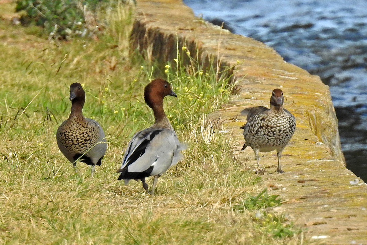 Canard à crinière - ML644747007