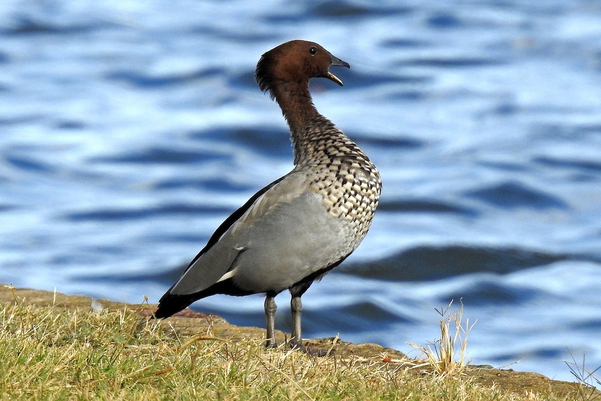 Canard à crinière - ML644747008