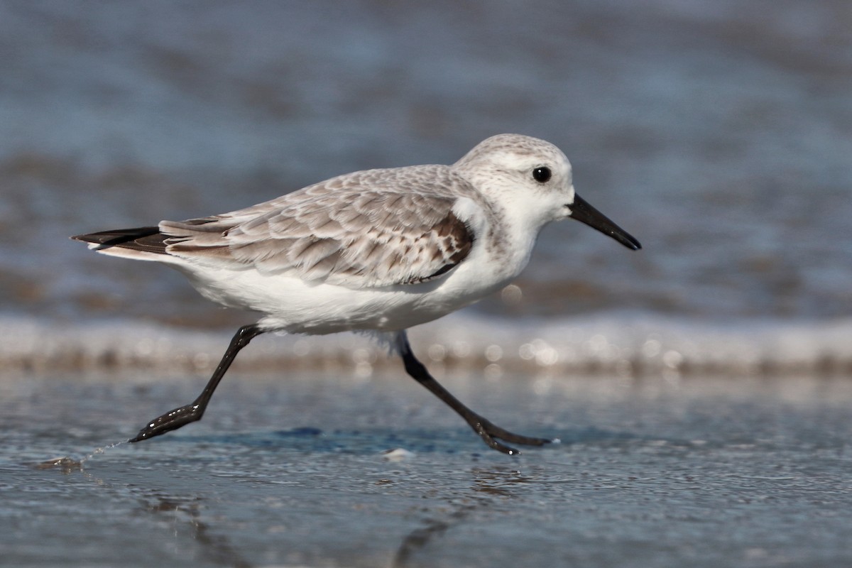 Bécasseau sanderling - ML644747009