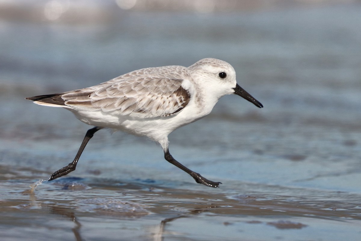 Bécasseau sanderling - ML644747010