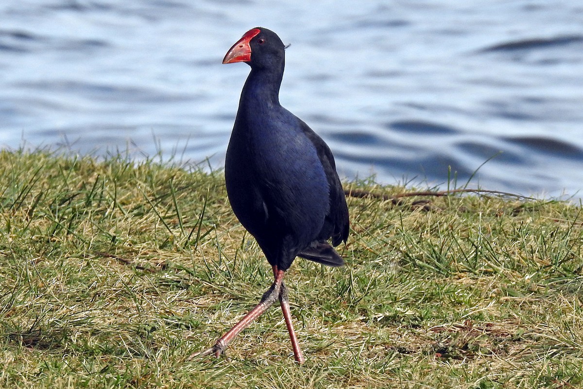 Talève australe - ML644747012