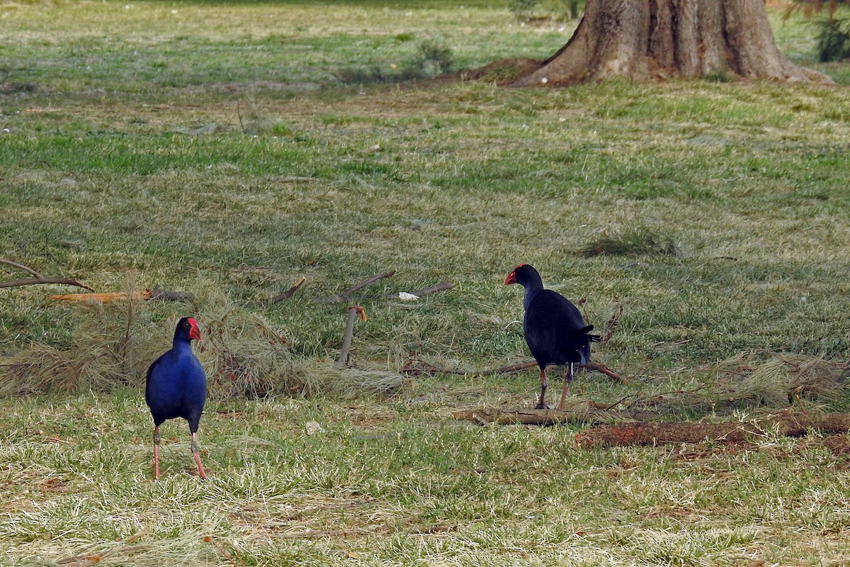 Talève australe - ML644747013