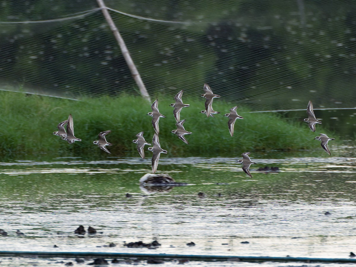Pluvier à collier interrompu - ML644747014