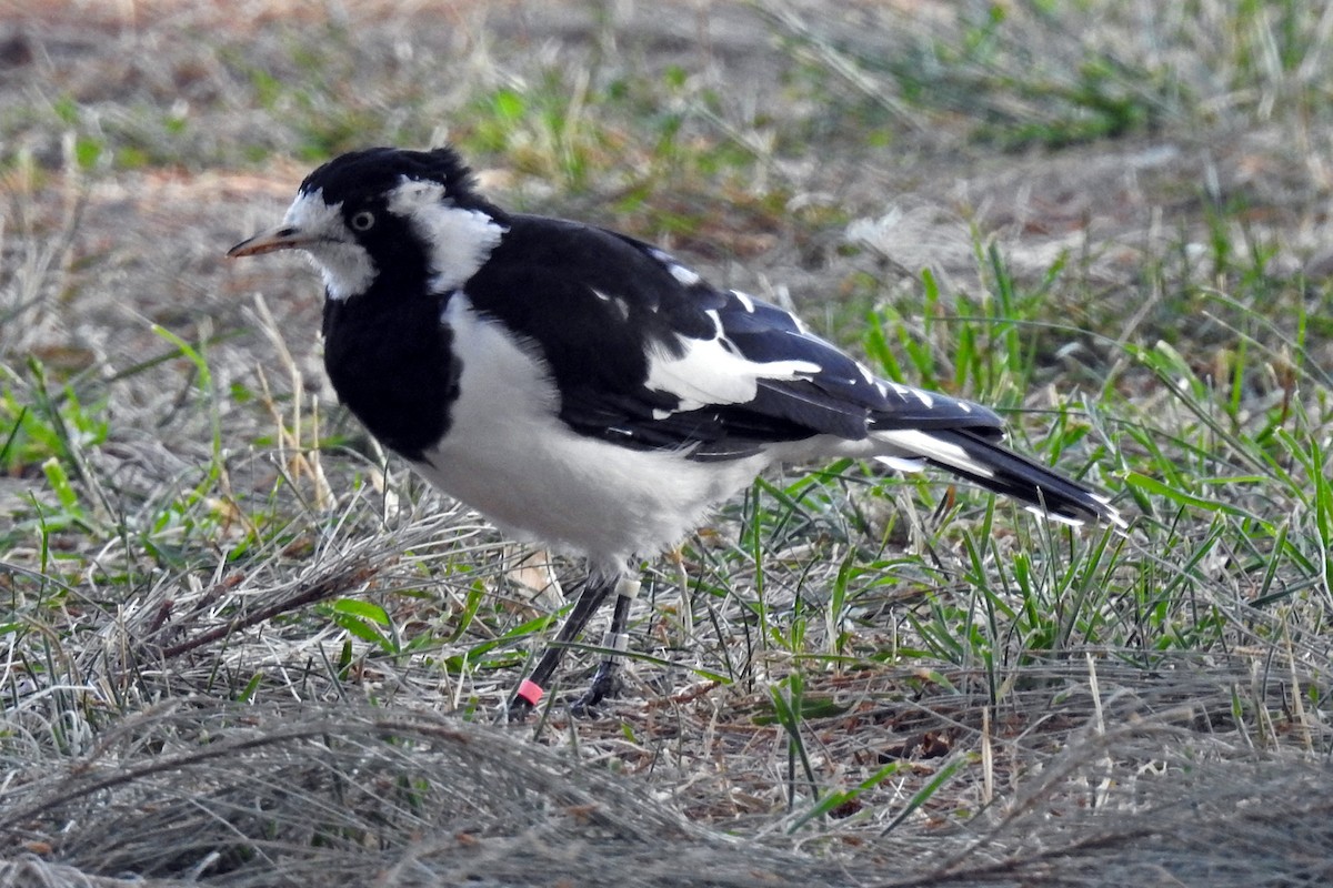 Gralline pie - ML644747015