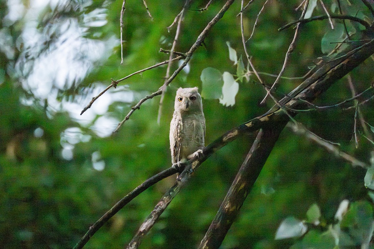 Pallid Scops-Owl - ML644747016