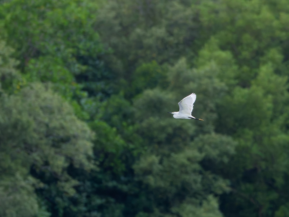 volavka stříbřitá - ML644747022