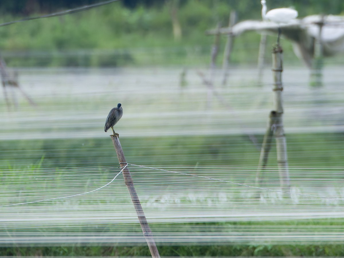 volavka malá - ML644747024