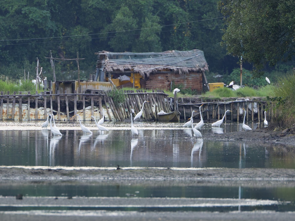 volavka bílá - ML644747031