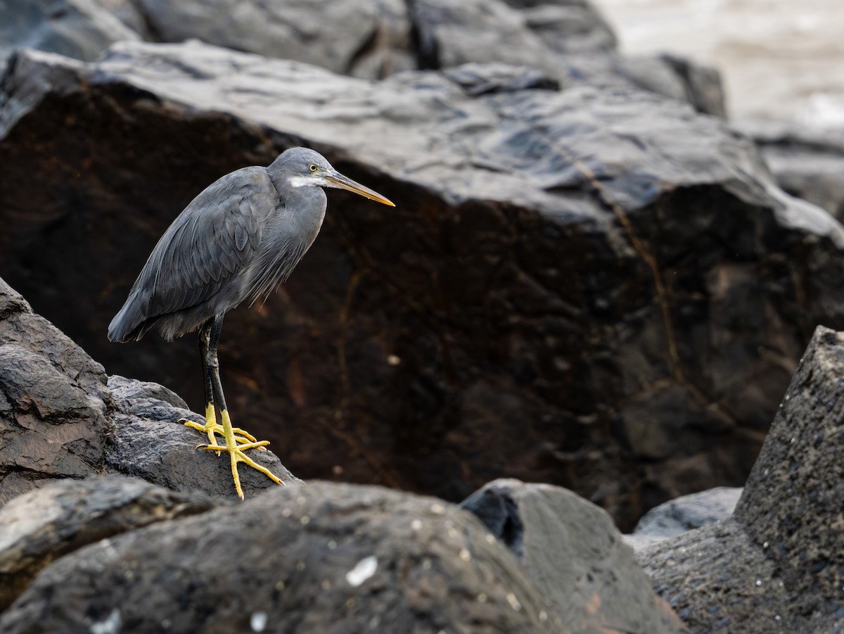 volavka přímořská - ML644747038