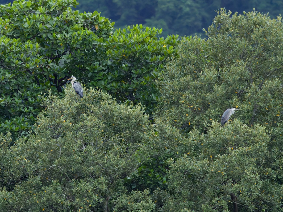 volavka popelavá (ssp. cinerea/jouyi) - ML644747039