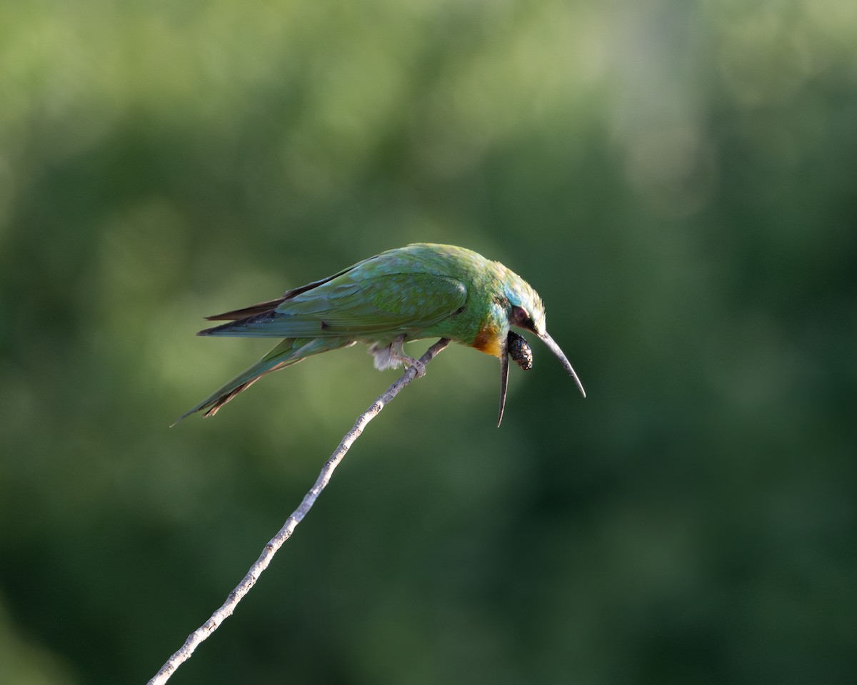 Blue-cheeked Bee-eater - ML644747041