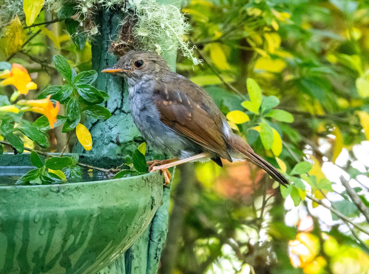 Orange-billed Nightingale-Thrush - ML644747043