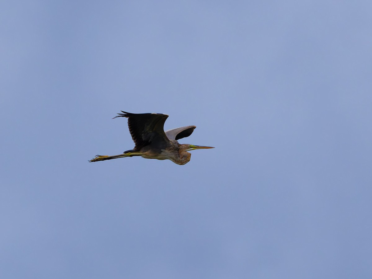 volavka červená [skupina purpurea] - ML644747044