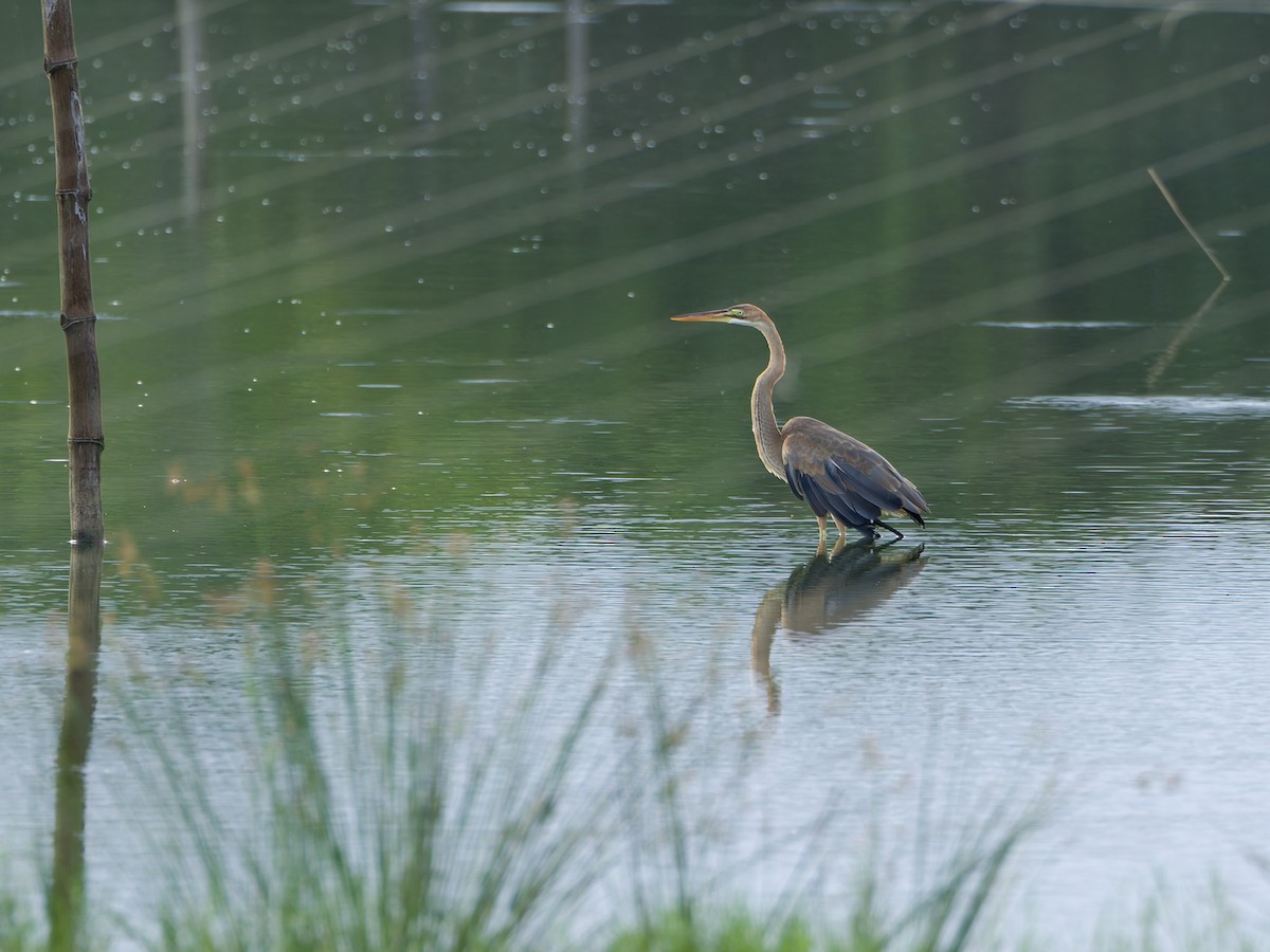 volavka červená [skupina purpurea] - ML644747045