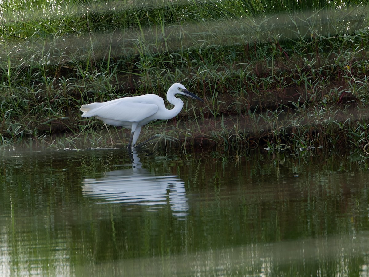 volavka stříbřitá - ML644747046