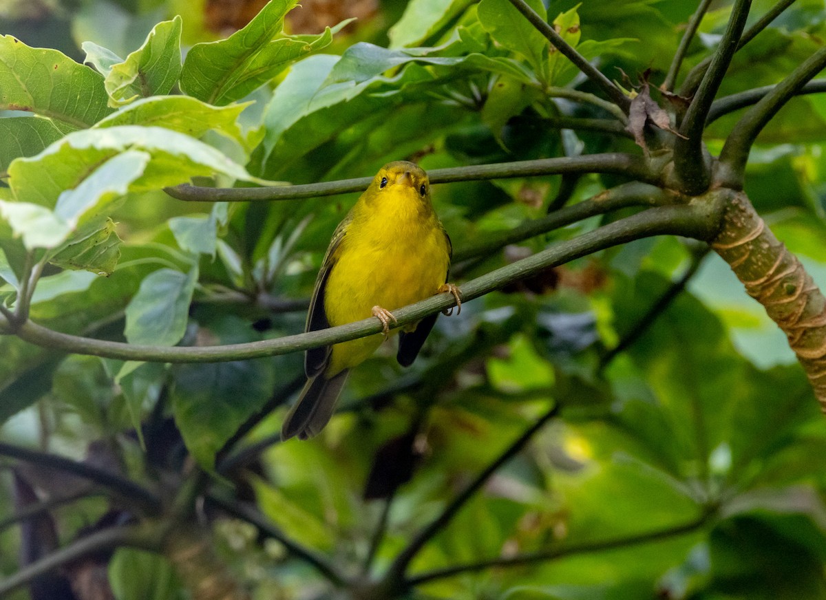 Wilson's Warbler - ML644747050