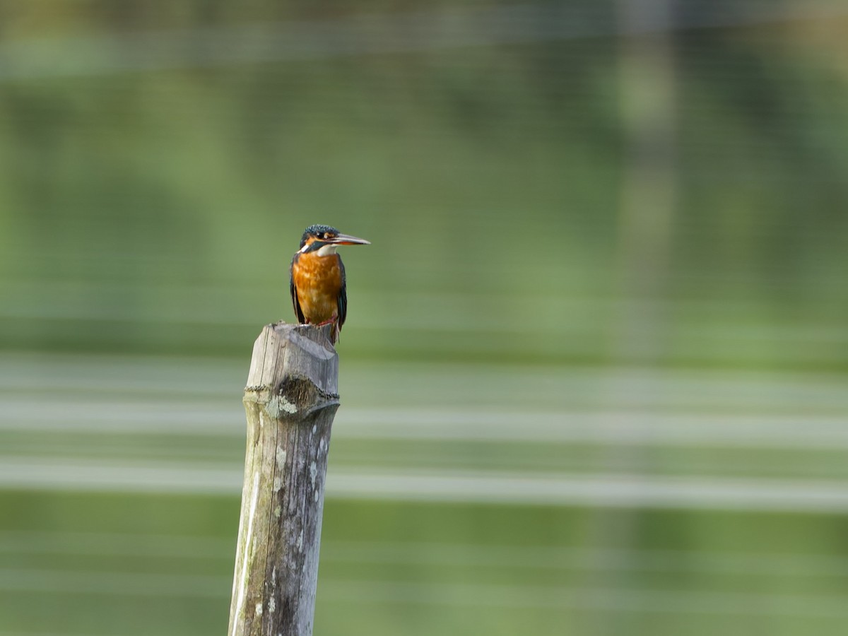 ledňáček říční - ML644747051