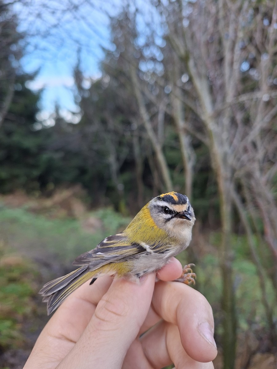 Common Firecrest - ML644747055