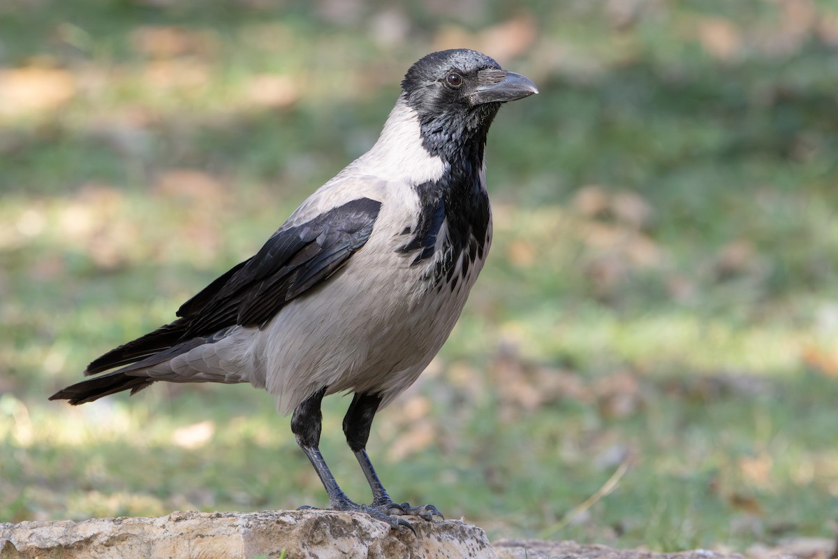 Leş Kargası - ML644747065