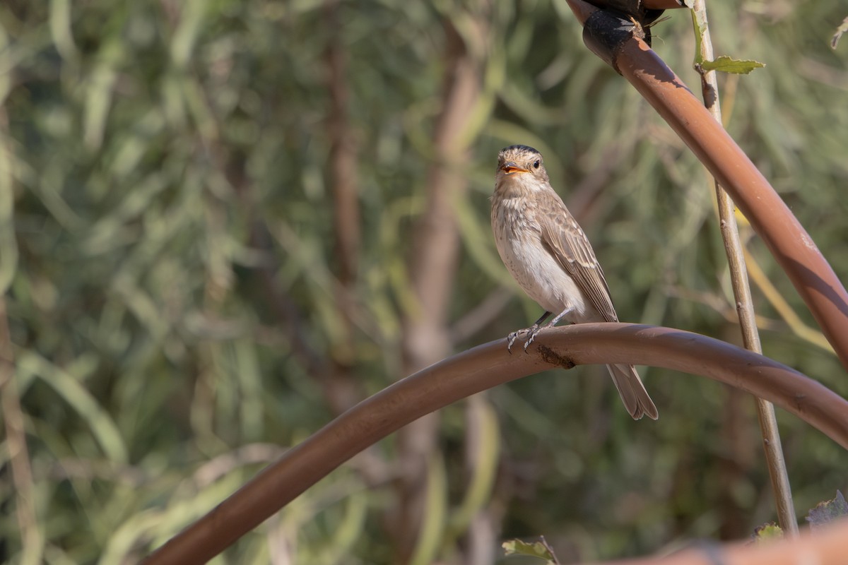 Spotted Flycatcher - ML644747076