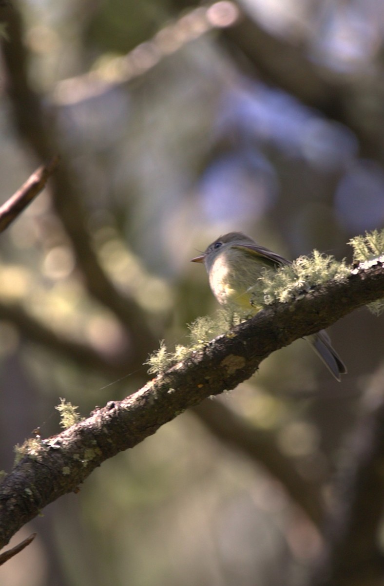 Hammond's Flycatcher - ML644747092