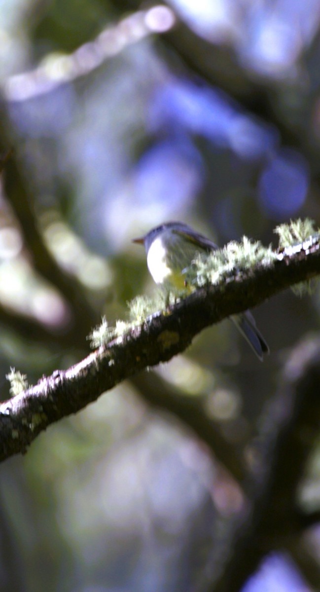 Hammond's Flycatcher - ML644747093