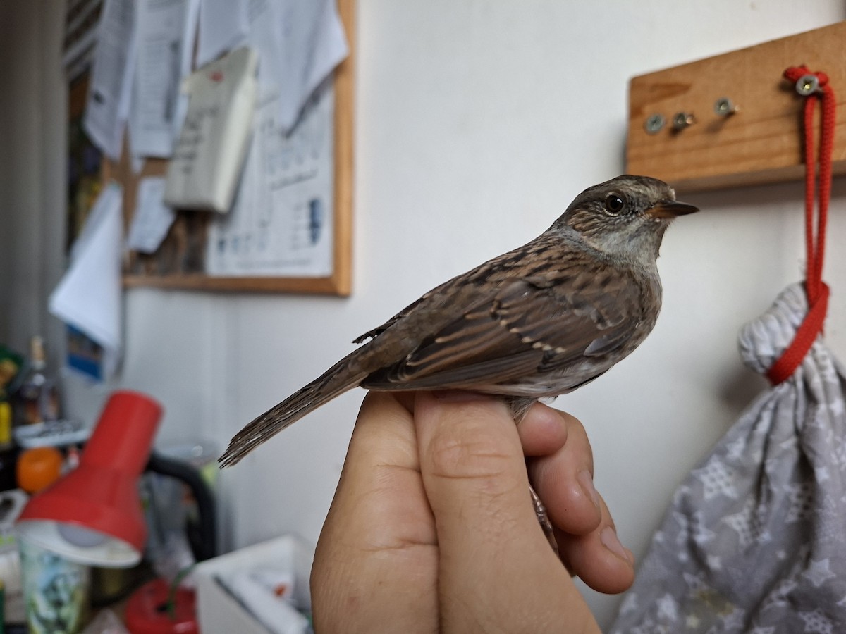 סתרי מצוי - ML644747094