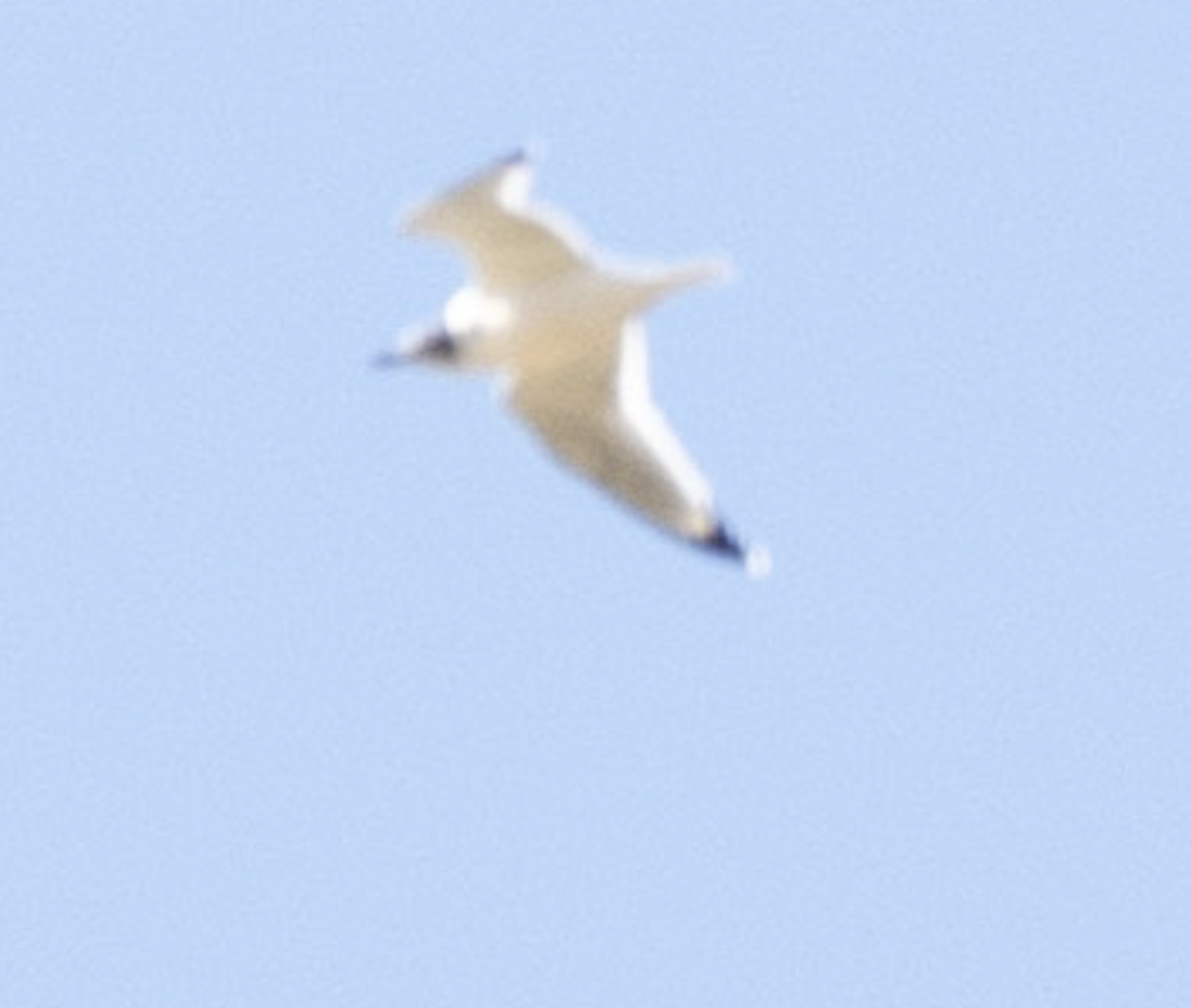 Franklin's Gull - ML644747099